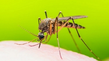 Bộ Y tế yêu cầu cấp thiết phòng chống sốt rét