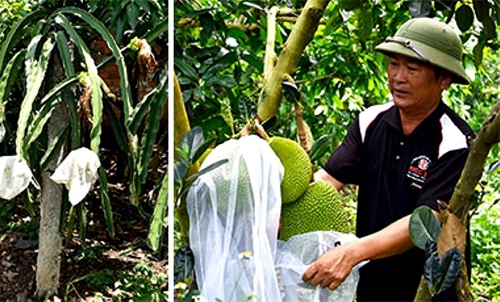 Ông Trần Văn Khuông chăm sóc cây trong trang trại