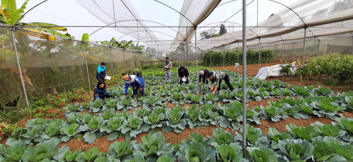 Điểm sáng phong trào phát triển nông nghiệp hữu cơ theo hướng bền vững