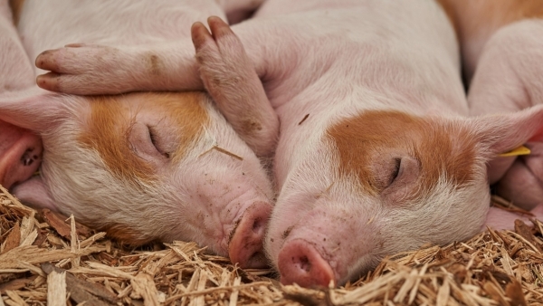 Tử vi hôm nay, tử vi ngày 20/8/2023: Tuổi Hợi tốt lên