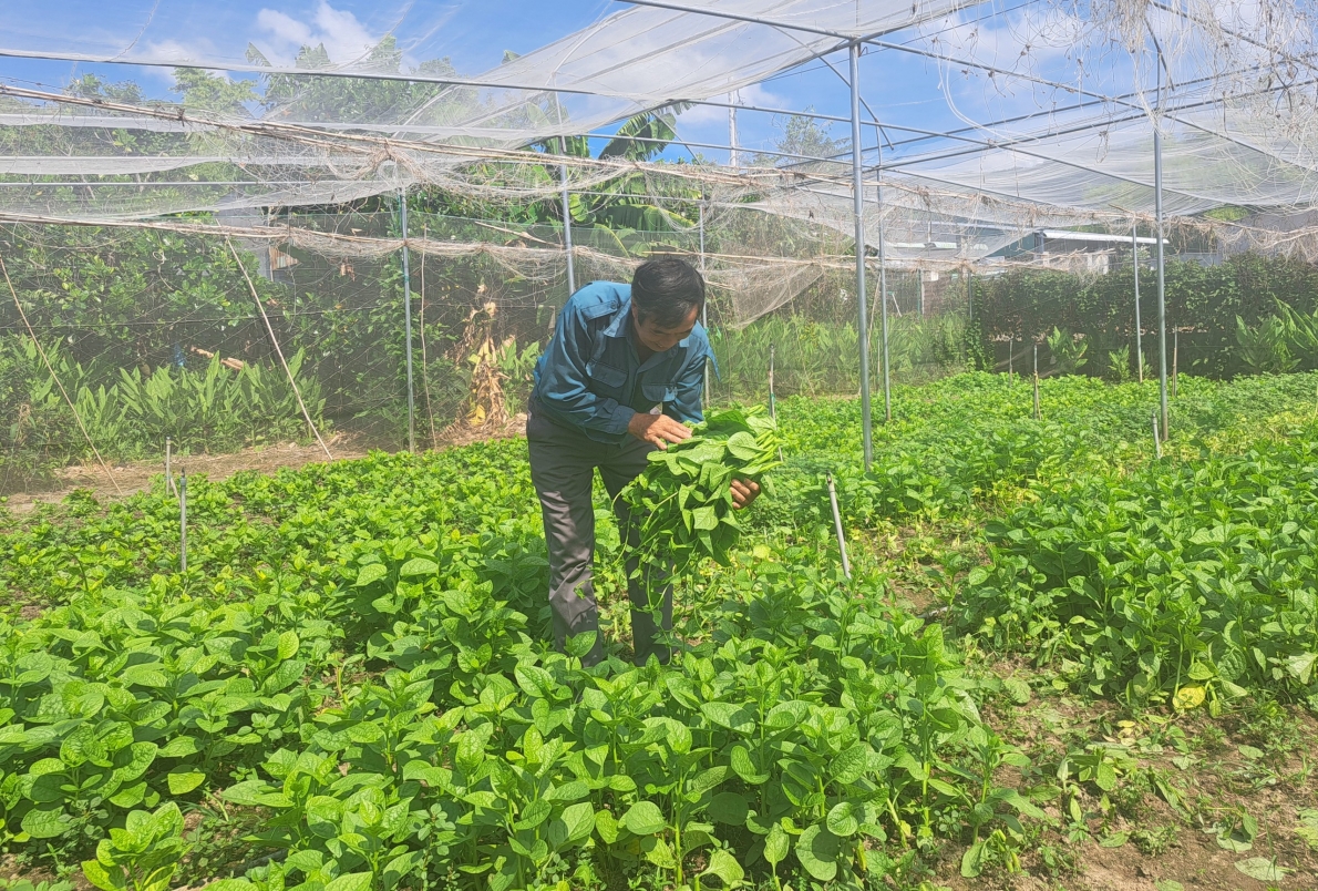 Những ông chủ tuổi “lục tuần” ở Bà Rịa - Vũng Tàu làm kinh tế giỏi