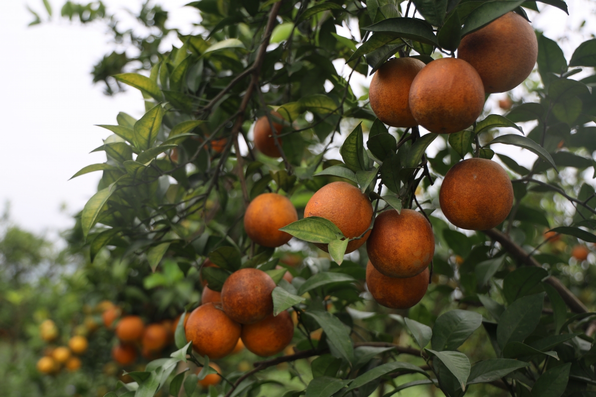 HTX Trường Tiến trồng cam hữu cơ tuân thủ chặt chẽ 5 nguyên tắc “vàng”