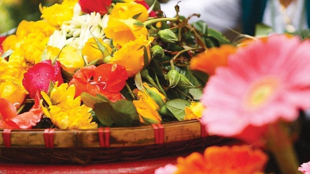 Nhớ thương hoa gói