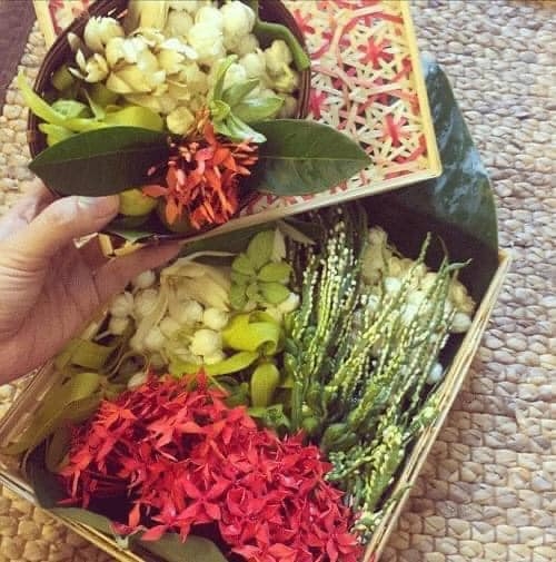 Nhớ thương hoa gói