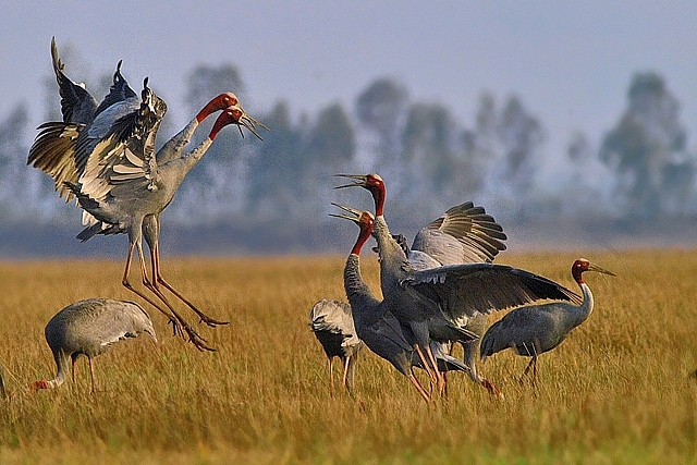 sếu đầu đỏ về Vườn Quốc gia Tràm Chim 