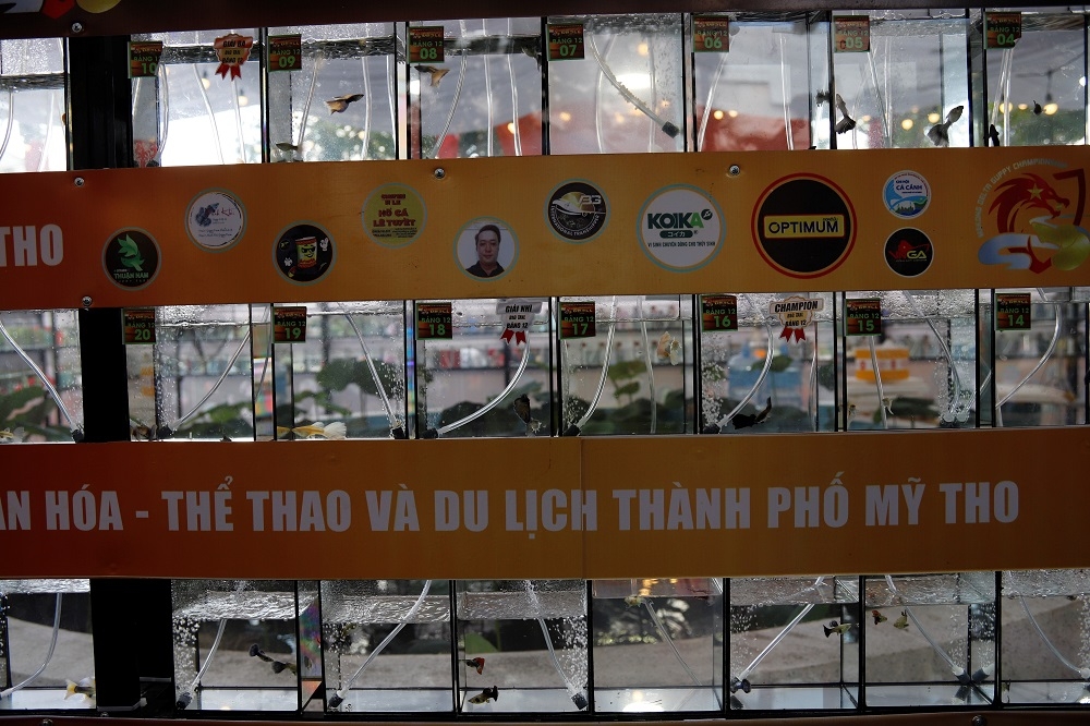 TP Mỹ Tho: Sôi nổi Giải vô địch cá 7 màu khu vực đồng bằng sông Cửu Long lần thứ I