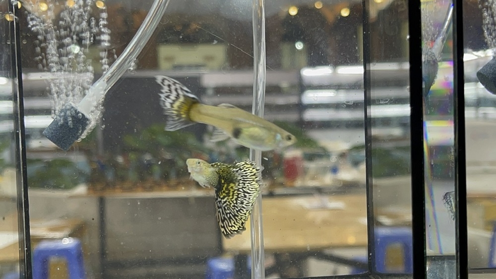 TP Mỹ Tho: Sôi nổi Giải vô địch cá 7 màu khu vực đồng bằng sông Cửu Long lần thứ I