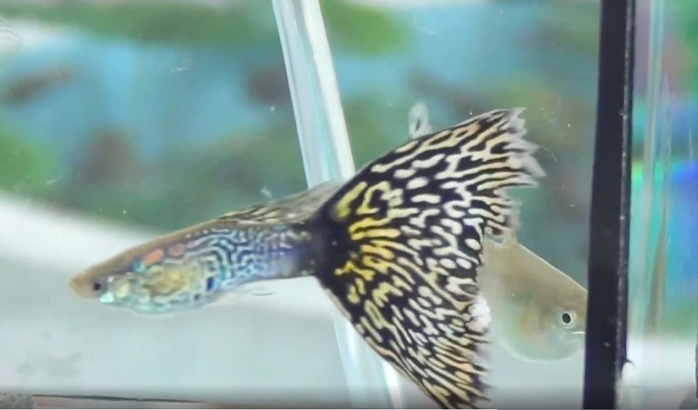 TP Mỹ Tho: Sôi nổi Giải vô địch cá 7 màu khu vực đồng bằng sông Cửu Long lần thứ I