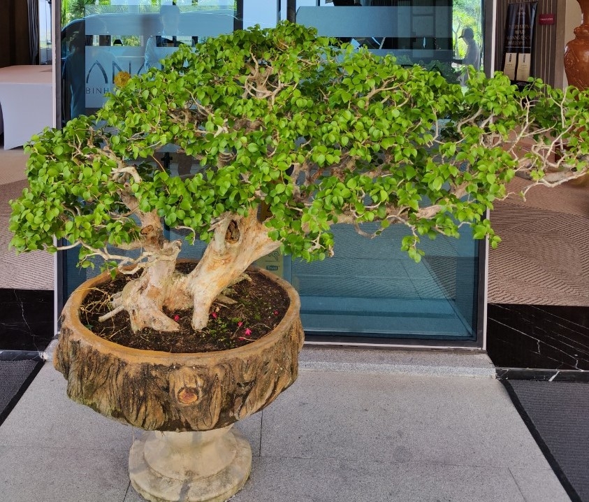 Tỉnh Ninh Thuận: Tổ chức giải golf gây Quỹ ủng hộ người nghèo