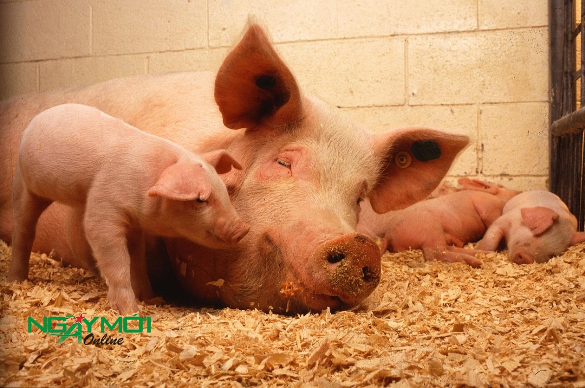 Tử vi hôm nay 6/10/2023, tử vi ngày 6/10