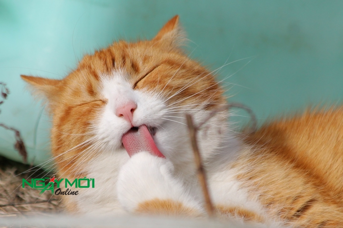 Tử vi hôm nay 6/10/2023, tử vi ngày 6/10