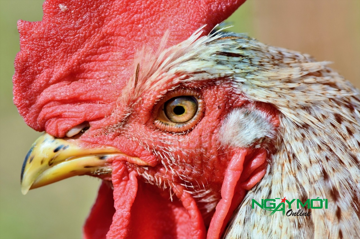 Tử vi hôm nay 7/10/2023, tử vi ngày 7/10: May mắn của người tuổi Tỵ