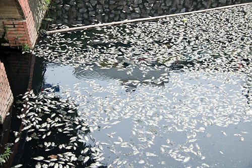 Hào thành cổ Vinh:  Cá chết nổi trắng, gây ô nhiễm môi trường