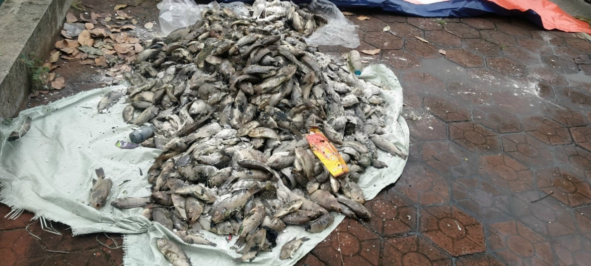 Hào thành cổ Vinh:  Cá chết nổi trắng, gây ô nhiễm môi trường