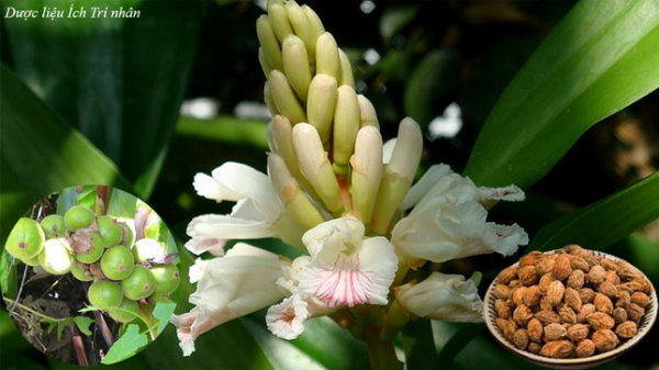 Thoát khỏi chứng tiểu đêm nhờ loại thảo dược độc đáo này