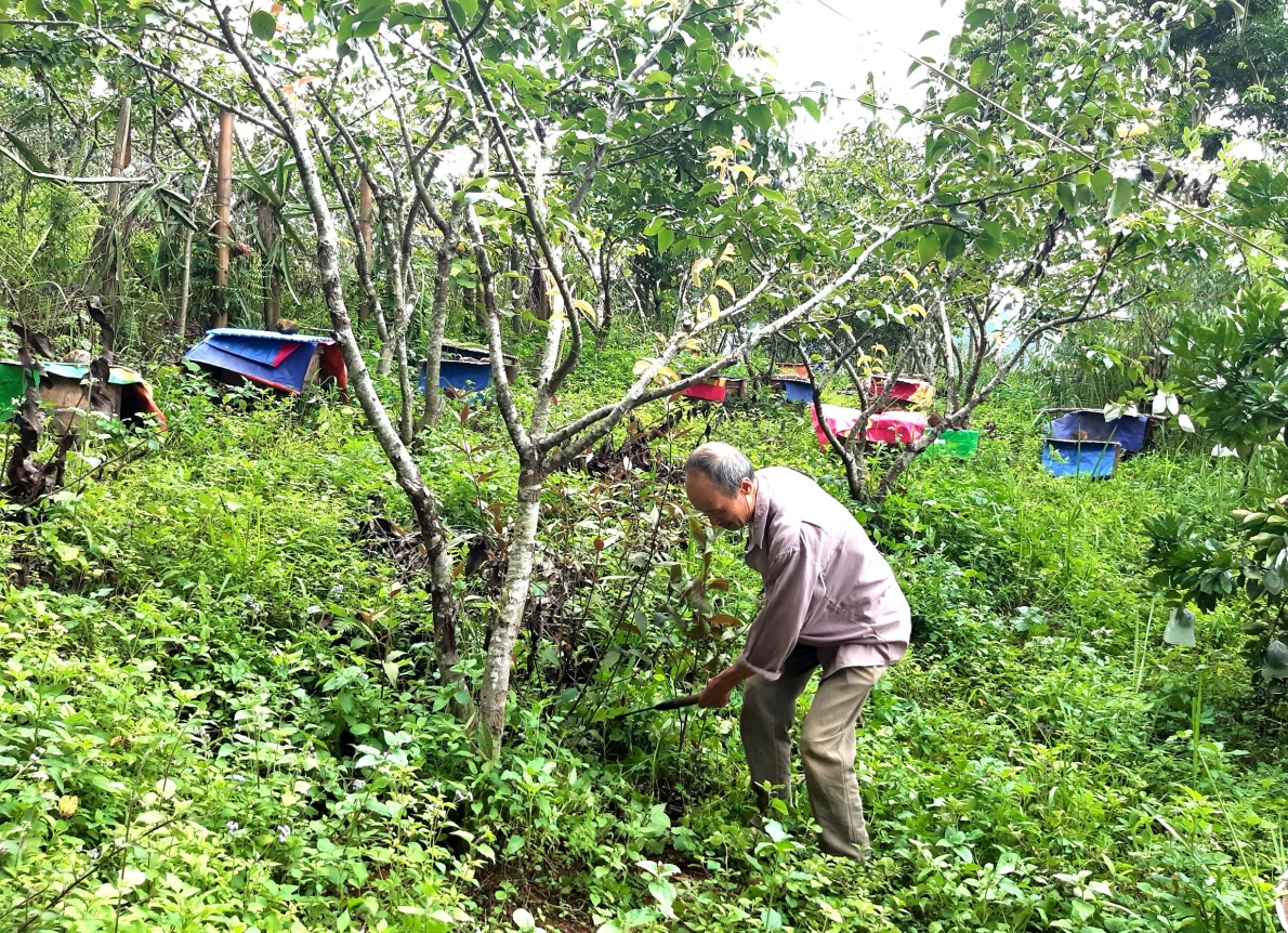 Mô hình gia trại tổng hợp thu nhập cao của ông Trần Minh Chi, thị trấn Đồng Văn, huyện Đồng Văn, tỉnh Hà Giang (4)