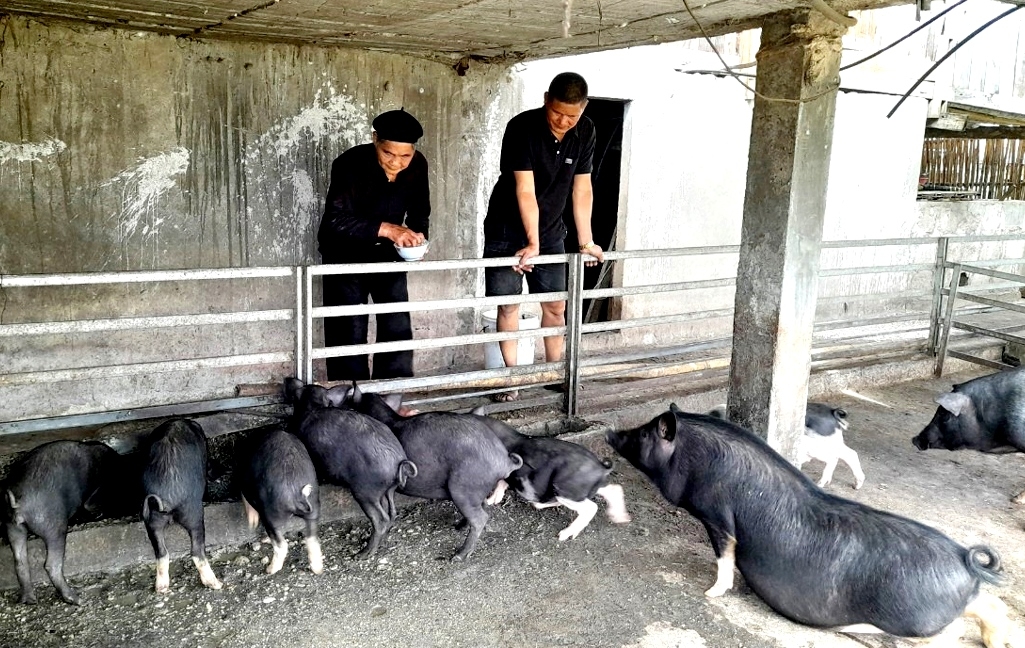 Mô hình nuôi lợn đen cho giá trị kinh tế cao của NCT tỉnh Hà Giang