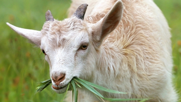 Tử vi 12 con giáp, tử vi ngày 3/11/2023: Tài chính tuổi Mùi sa sút