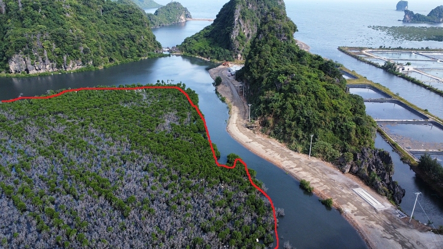 "Sao nỡ” lấp vịnh Bái Tử Long làm khu đô thị?