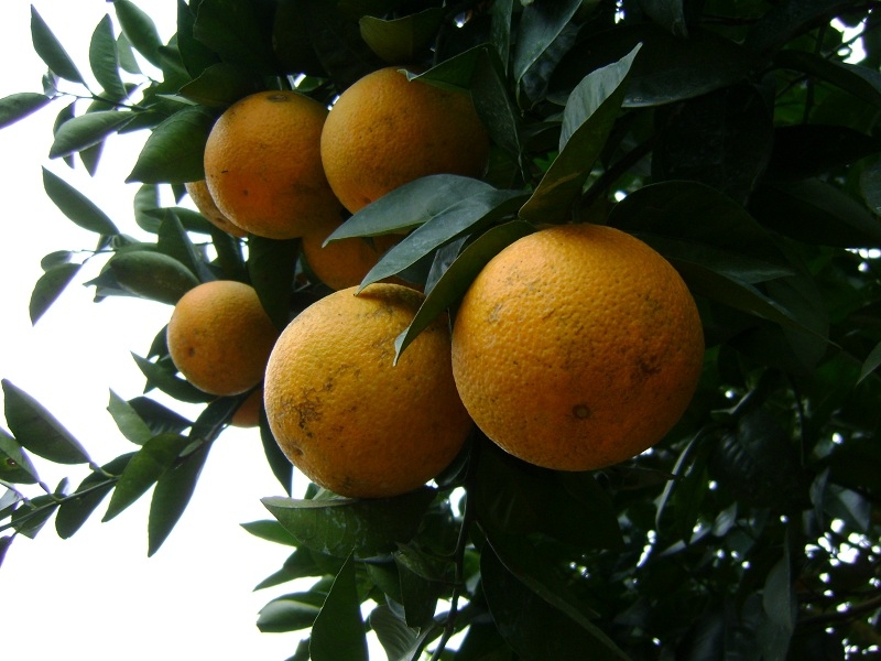 Giới thiệu, quảng bá sản phẩm OCOP, các tiềm năng của miền Tây xứ Nghệ