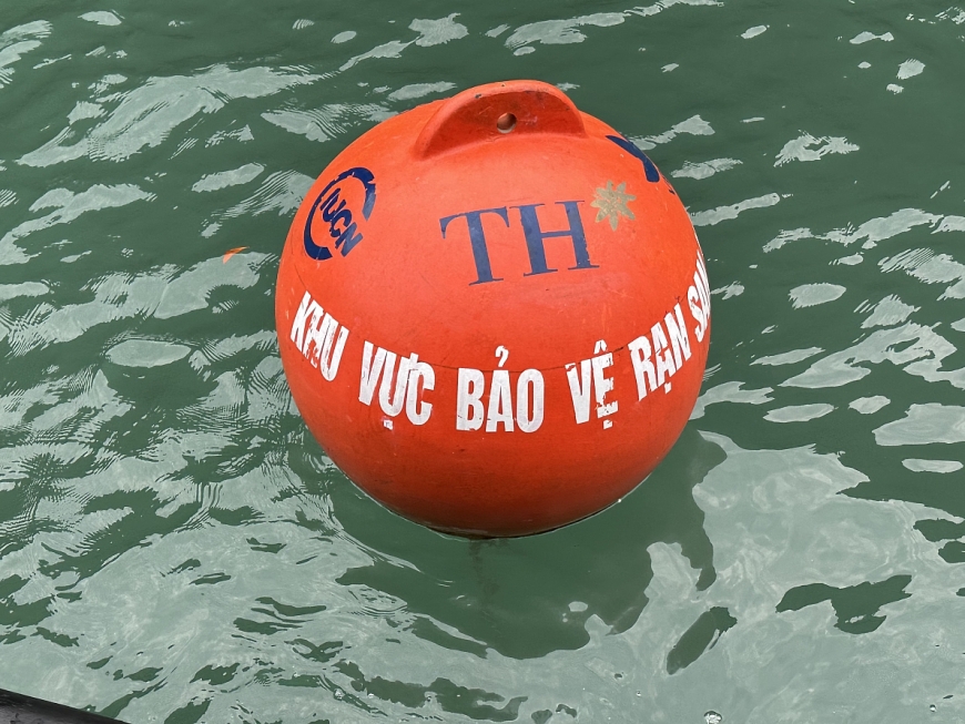 Tập đoàn TH thả phao neo phân vùng sinh thái rạn san hô tại Cát Bà