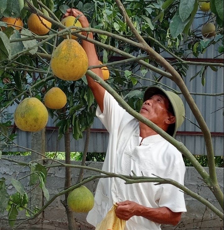 Cựu chiến binh cao tuổi làm kinh tế giỏi từ mô hình VAC