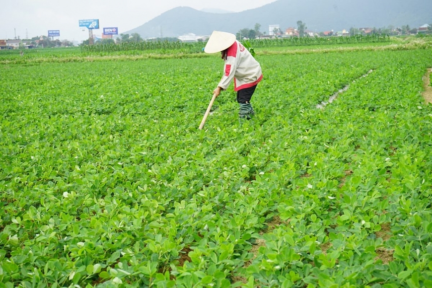  Một số diện tích cây trồng bón phân NPK cao cấp công ty CP lương thực VTNN Nghệ An tốc độ sinh trưởng tốt.