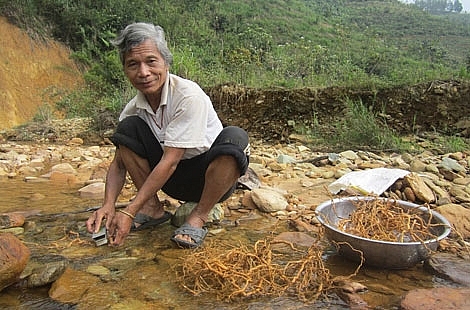Ông Bríu Pố bên những củ ba kích vừa thu hoạch.