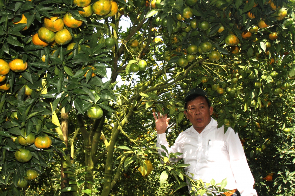 Cây cam của ông Tạo cho thu đến tạ quả mỗi năm