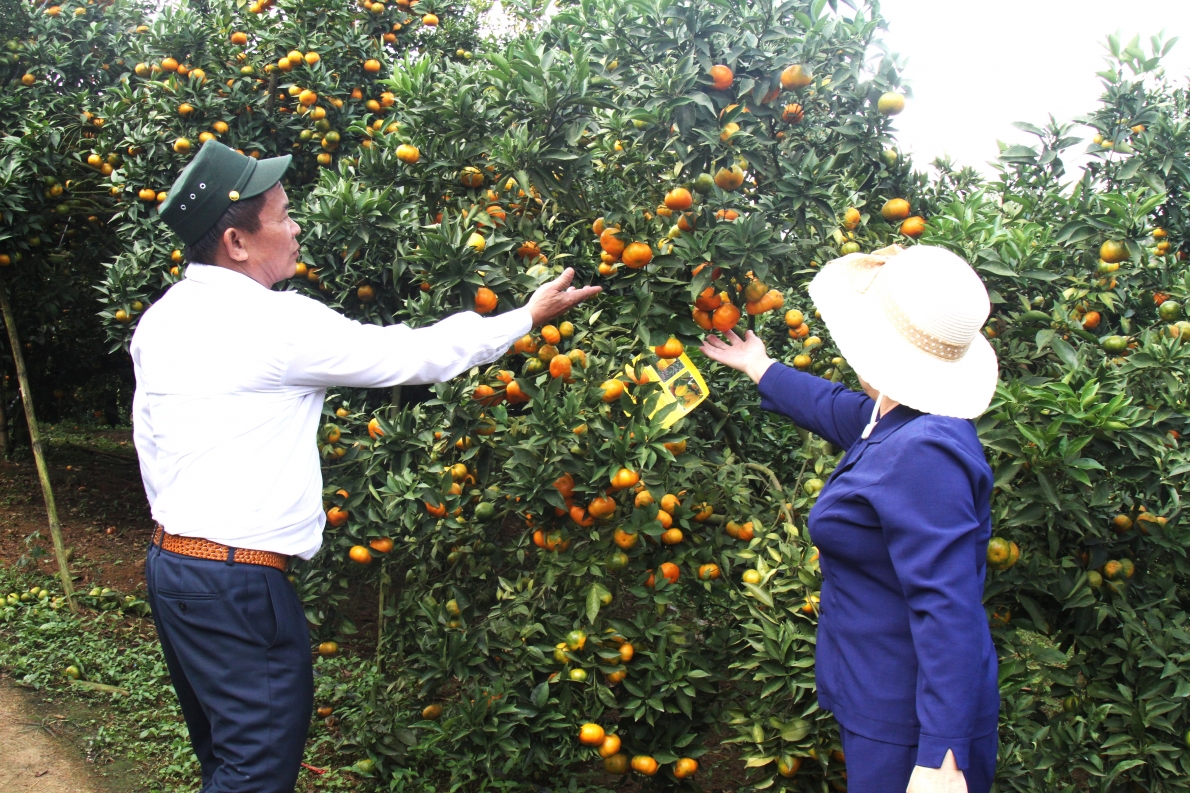 Cây cam của ông Tạo cho thu đến tạ quả mỗi năm