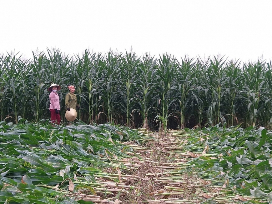 Nông dân ở Nghệ An trồng ngô sinh khối cung cấp cho Tập đoàn TH làm thức ăn cho bò sữa