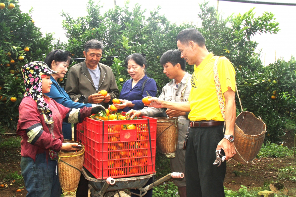 Mô hình NCT làm kinh tế giỏi của gia đình ông Hàng A Sở, hội viên NCT thị trấn Nông trường Mộc Châu, huyện Mộc Châu, tỉnh Sơn La