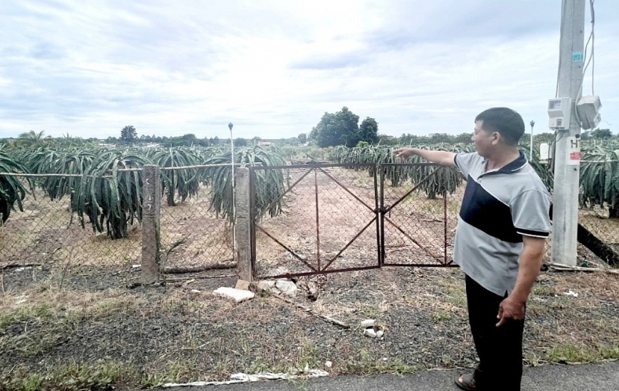 Vườn cây thanh long trên phần đất của ông Nguyễn Văn Liên nhận hoán đổi của công ty lâm nghiệp