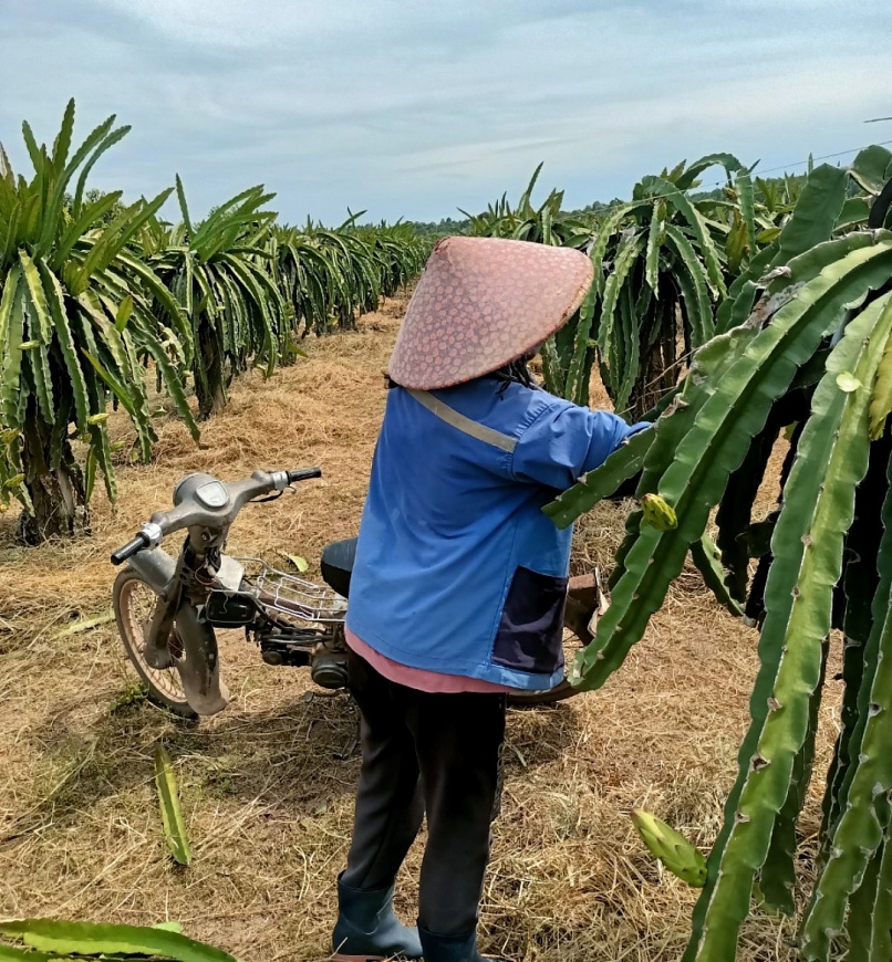 Bà Nguyễn Thị Thu Thủy đang chăm sóc Thanh Long tại ấp Tranh Định xã Bông Trang, Xuyên Mộc 
