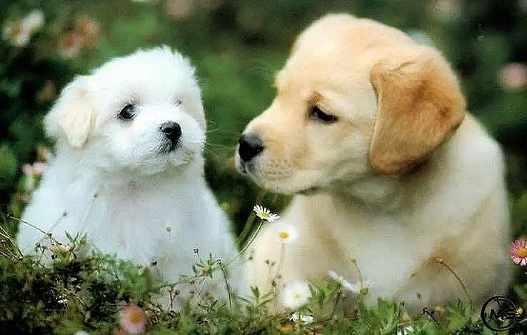 Tử vi 12 con giáp, xem tử vi hằng ngày, tử vi ngày 23/11/2023