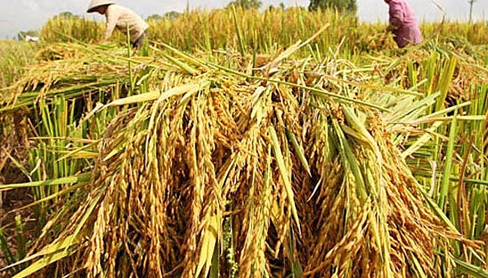 Gạo Việt Nam có giá trị cao nhưng còn nhiều tiềm năng chưa được khai thác