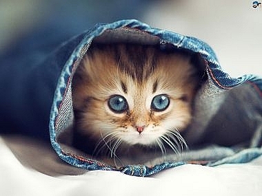 Tử vi hôm nay 25/11/2023, tử vi ngày 25/11: Tuổi Hợi vận đỏ vây quanh