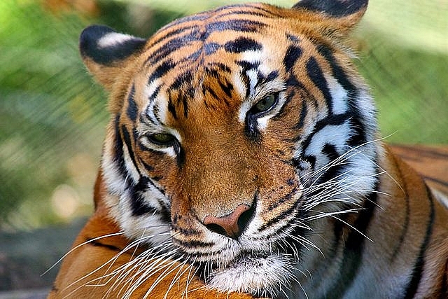 Tử vi hôm nay 27/11/2023, tử vi 12 con giáp ngày 27/11: Dần công việc tiến triển tốt