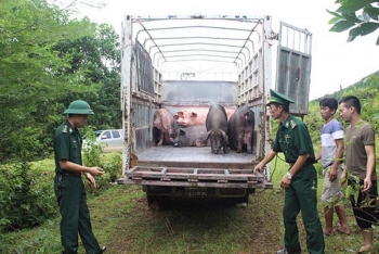 Thủ tướng Chính phủ yêu cầu xử lý nghiêm các trường hợp buôn bán, nhập lậu động vật qua biên giới