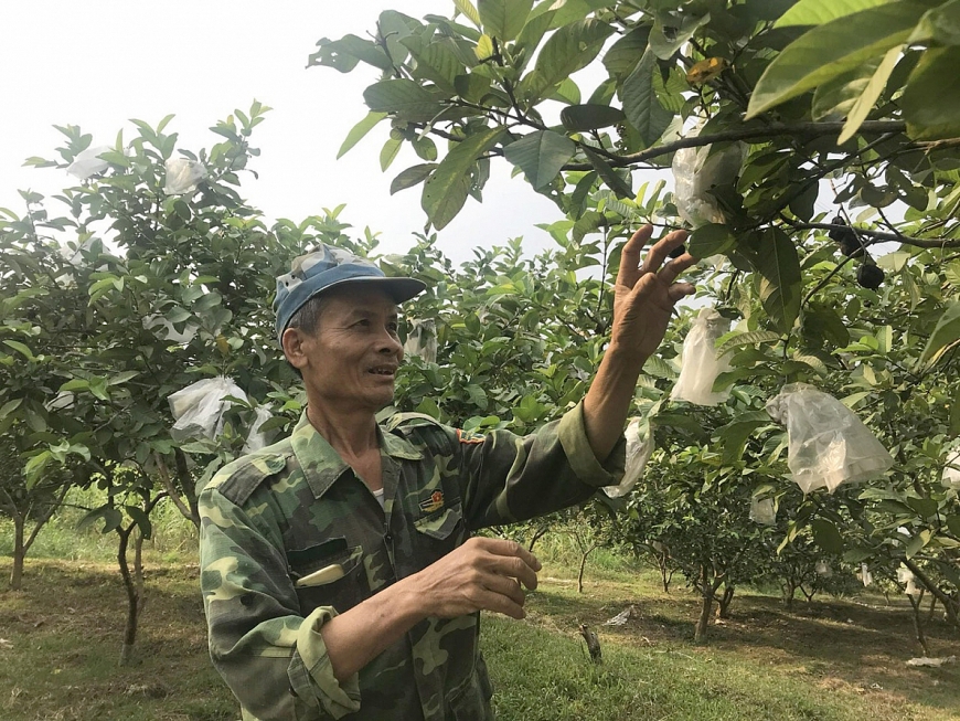 Ông Nguyễn Duy Vĩnh bên vườn ổi lê Đài Loan đang chờ thu hoạch vào dịp Tết Nguyên Đán 2024.