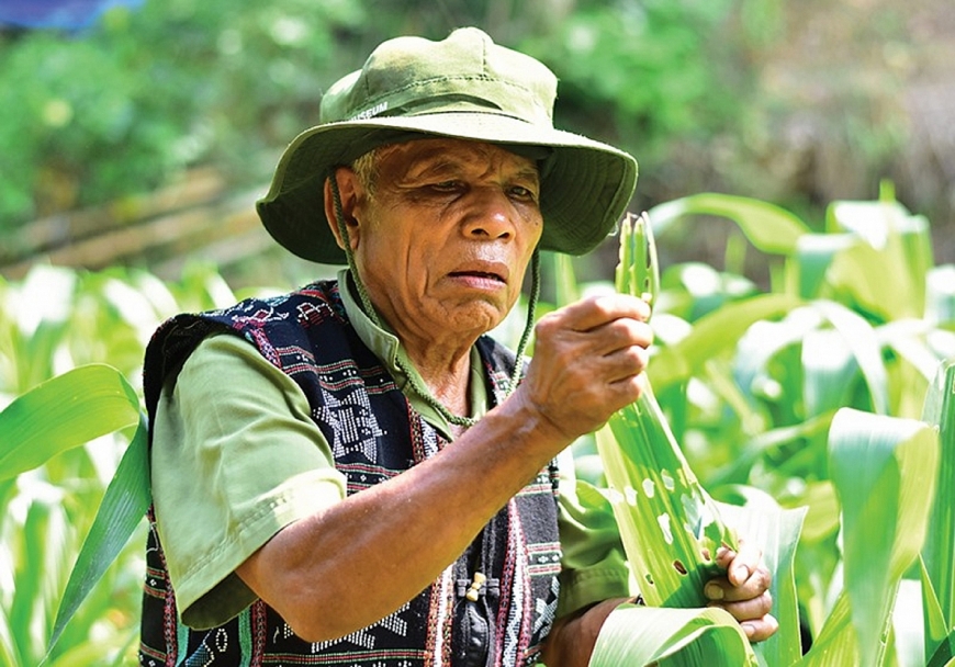 Bóng cả trên miền Cu Tai