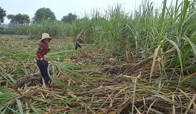 Bà con nông dân đang tập trung thu hoạch mía tại xã Nghĩa Đồng, Tân Kỳ