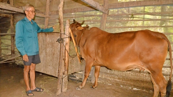 Ông Chau Sonn, người dân tộc Khmer vượt khó thoát nghèo