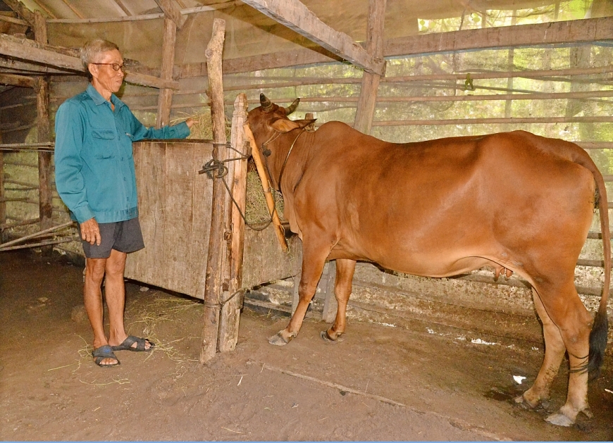 Ông Chau Sonn 60 tuổi người vượt khó thoát nghèo vừa được hỗ trợ bò sinh sản từ nguồn vốn Chương trình mục tiêu quốc gia giảm nghèo bền vững giai đoạn 2021-2025.jpg