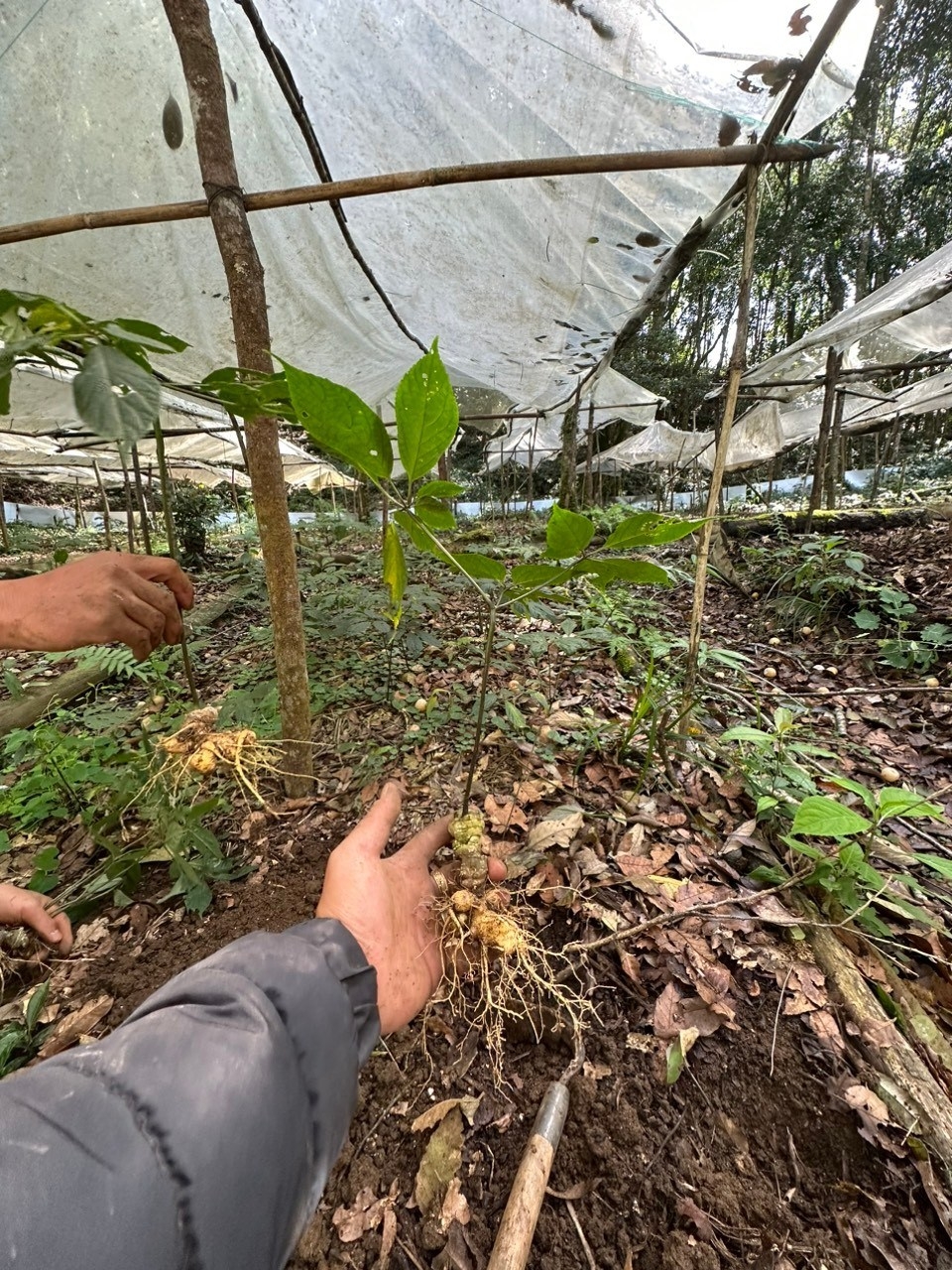 Dân thoát nghèo nhờ trồng dược liệu quý