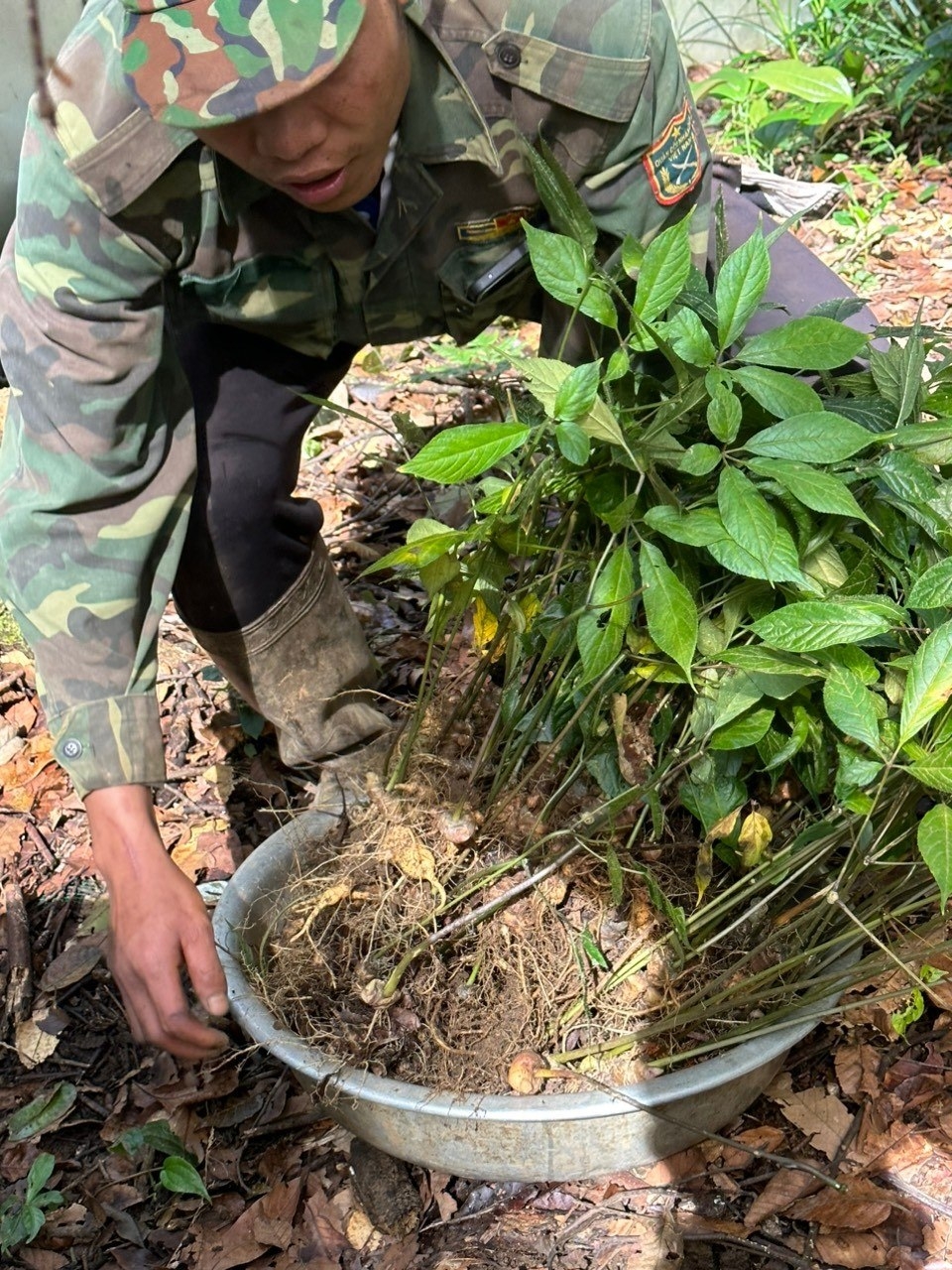 Dân thoát nghèo nhờ trồng dược liệu quý