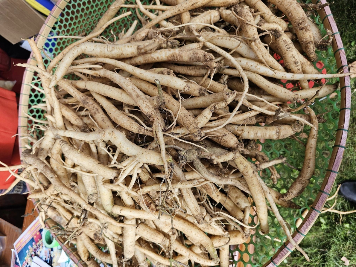 Dân thoát nghèo nhờ trồng dược liệu quý