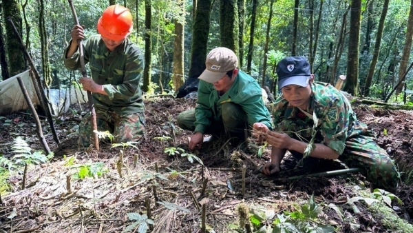 Dân thoát nghèo nhờ trồng dược liệu quý