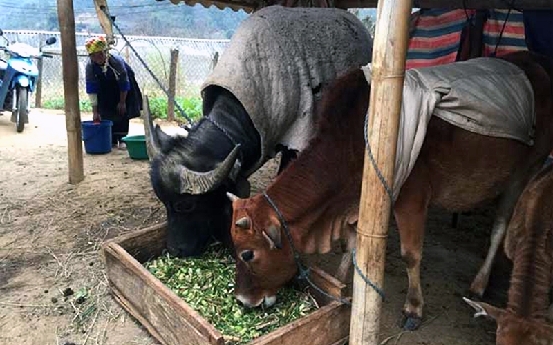 Bộ Y tế: Hướng dẫn chăm sóc sức khỏe mùa lạnh cho cộng đồng