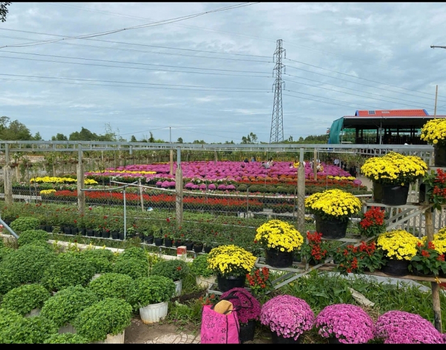 Đồng Tháp rộn rịp, tổ chức quy mô Hội nghị kết nối giao thương điện tử các sản phẩm hoa, kiểng